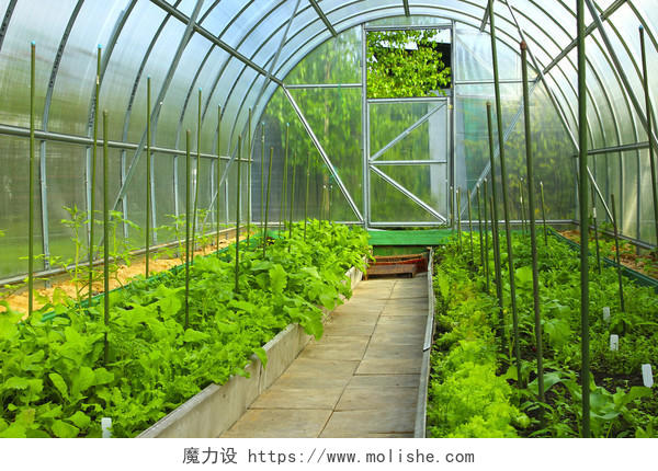 在温室种植蔬菜由透明聚碳酸酯合成